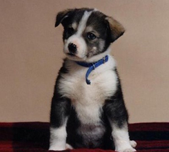 Wolfie as a puppy