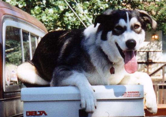 wolf in back of truck