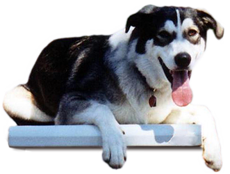 Wolfie's Pet Resort